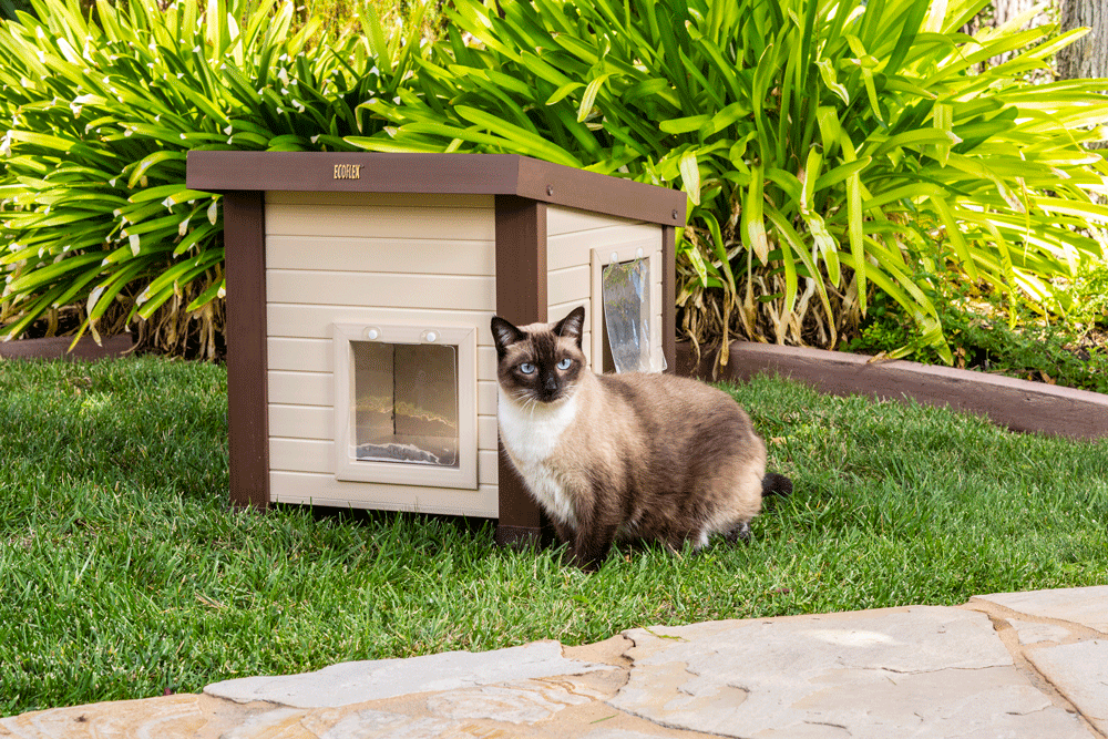 Straw for Cat Shelters: Ultimate Guide